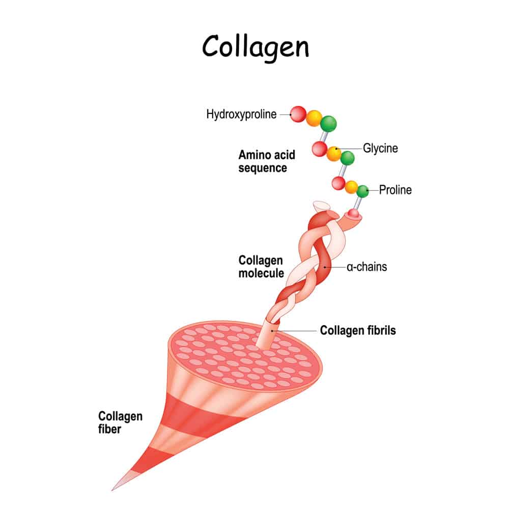 Illustration of collagen fiber structure and cross-links